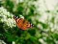 Beautiful Butterfly Sitting On A Flower