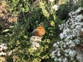 Beautiful butterfly sitting on flower Royalty Free Stock Photo