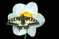 Beautiful butterfly sitting on a flower isolated on black. Butterfly and narcissus flower. Swallowtail butterfly, Papilio machaon. Royalty Free Stock Photo