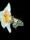 Beautiful butterfly sitting on a flower isolated on black. Butterfly and narcissus flower. Swallowtail butterfly, Papilio machaon. Royalty Free Stock Photo