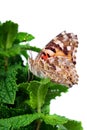 Beautiful butterfly sitting on a flower isolated on white. copy spaces Royalty Free Stock Photo