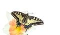 Beautiful butterfly sitting on a flower isolated on white. Butterfly and narcissus flower. Swallowtail butterfly, Papilio machaon. Royalty Free Stock Photo