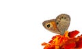 Beautiful butterfly sitting on a flower isolated on white. copy spaces Royalty Free Stock Photo