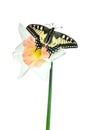 Beautiful butterfly sitting on a flower isolated on white. Butterfly and narcissus flower. Swallowtail butterfly, Papilio machaon. Royalty Free Stock Photo