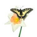 Beautiful butterfly sitting on a flower isolated on white. Butterfly and narcissus flower. Swallowtail butterfly, Papilio machaon. Royalty Free Stock Photo