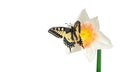 Beautiful butterfly sitting on a flower isolated on white. Butterfly and narcissus flower. Swallowtail butterfly, Papilio machaon. Royalty Free Stock Photo