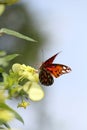 Beautiful butterfly sitting on flower in sunlight. Royalty Free Stock Photo