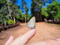 Beautiful butterfly sitting on the girl finger