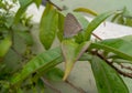 Beautiful butterfly sitting in green leaves plant growing in garden, nature photography Royalty Free Stock Photo