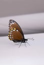 Beautiful butterfly sitting in the grey textile