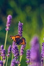 Beautiful Butterfly sitting on lavender Flower Royalty Free Stock Photo