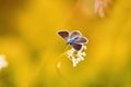 Beautiful butterfly sitting on a meadow surrounded by green grass and sunlight Royalty Free Stock Photo