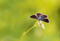 Beautiful butterfly sitting on a meadow surrounded by green grass and sunlight Royalty Free Stock Photo