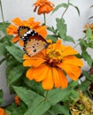 Beautiful butterfly sitting on a orange flower Royalty Free Stock Photo