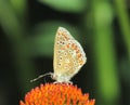 A beautiful butterfly sitting on an orange flower Royalty Free Stock Photo