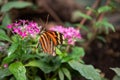 Beautiful butterfly sitting on a pink flower in a summer garden Royalty Free Stock Photo