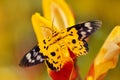 Beautiful butterfly sitting on the red yellow flower. Yellow insect in the nature green forest habitat, south of Asia. Moth in the