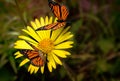Beautiful butterfly sitting on a yellow flower . Royalty Free Stock Photo