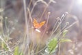 A beautiful butterfly in soft focus landed on a field flower in pastel colors