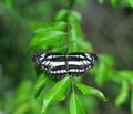 Beautiful butterfly in sri lanka