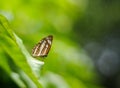 Beautiful butterfly in sri lanka