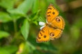 Beautiful butterfly stay and collecting nectar on white flower