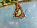 A beautiful butterfly stayed on the marble.