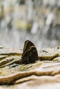 Beautiful butterfly on a stone in a greenhouse Royalty Free Stock Photo