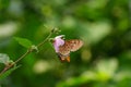 Beautiful butterfly help pollinate the flower