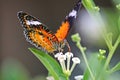 Beautiful butterfly sucking honey on a white flower.