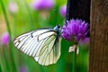 Beautiful butterfly on summer lilac flowers