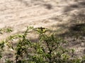 Beautiful butterfly of the swallowtail-queen Papilio machaon on twigs of juniper in pine bores