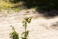 Beautiful butterfly of the swallowtail-queen Papilio machaon on twigs of juniper in pine bores