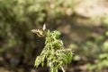 Beautiful butterfly of the swallowtail-queen Papilio machaon on twigs of juniper in pine bores