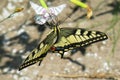 Beautiful butterfly - swallowtail sitting on the flower