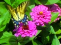 Butterfly Taking off from a Flower