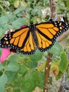 Beautiful Butterfly taking a Rest
