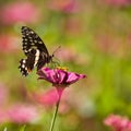 Beautiful butterfly, Tanzania