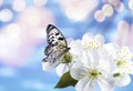 Beautiful butterfly and tiny flowers on light blue background, bokeh effect. Awesome spring blossom Royalty Free Stock Photo