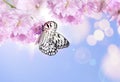 Beautiful butterfly and tiny flowers on light blue background, bokeh effect. Awesome spring blossom Royalty Free Stock Photo