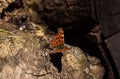 Beautiful butterfly on a tree stump on a sunny day Royalty Free Stock Photo