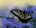 Eastern tiger swallow among purple flowers in a meadow