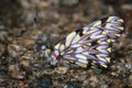 Beautiful butterfly on wet sand