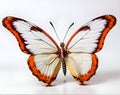 Beautiful butterfly on the white Royalty Free Stock Photo