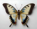Beautiful butterfly on the white Royalty Free Stock Photo