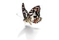 Beautiful butterfly on white background. Royalty Free Stock Photo