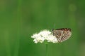 Beautiful Butterfly on White Flower