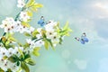 Beautiful butterfly on white flower, sky background Royalty Free Stock Photo