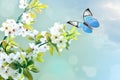 Beautiful butterfly on white flower, sky background Royalty Free Stock Photo
