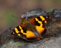 Beautiful Butterfly on the wild tree. Royalty Free Stock Photo